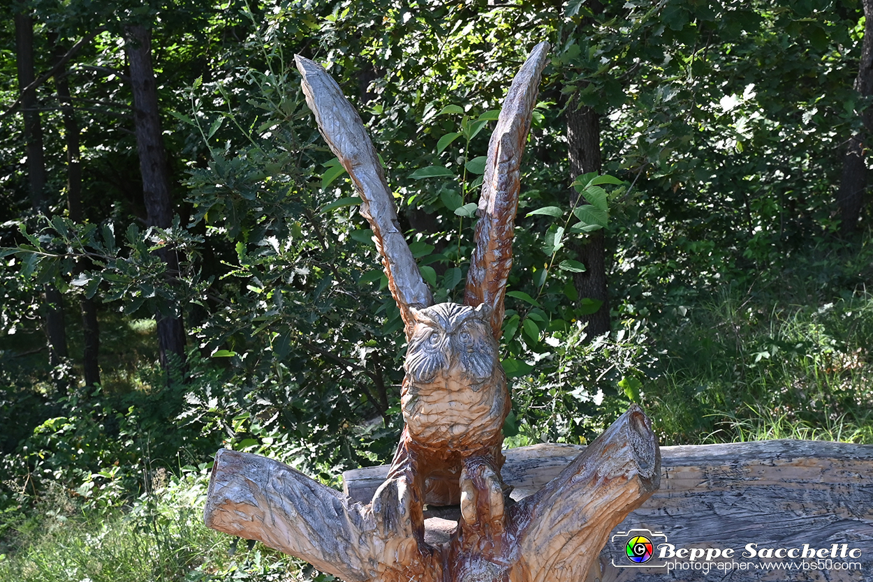 VBS_4722 - Il bosco fatato - Montaldo Roero.jpg